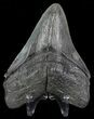 Serrated, Fossil Megalodon Tooth - South Carolina #70769-1
